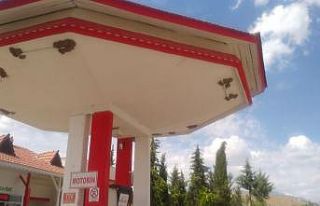 Kırlangıçlar akaryakıt istasyonunu mesken tuttu