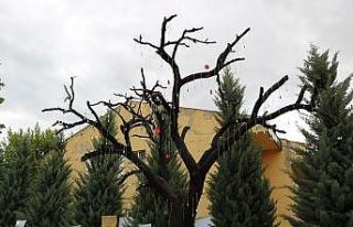 Kırşehir’de Şehitler Ağacı açıldı