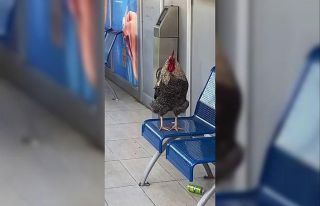 Klimalı otobüs durağına girip öten horoz şaşırttı