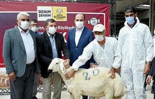 Konya Büyükşehir’den üreticiye damızlık koç...