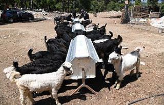 Konyaaltı’nda kışın meralara ekilen otlar, yazın...