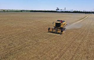 Konya’da atıl araziler ekilip hasadı yapıldı,...