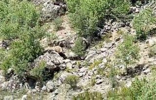 Konya’da nesli tehlike altında olan bozayı görüntülendi