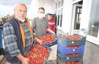 Konya’da üreticiler coğrafi tescilli çileğin...