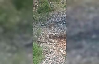 Konya’da vaşak görüntülendi