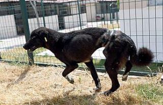Köpeğe ölümüne işkence