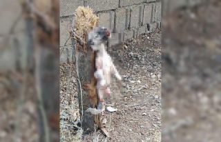 Köpeğin ayaklarını bağlayıp öldürdüler