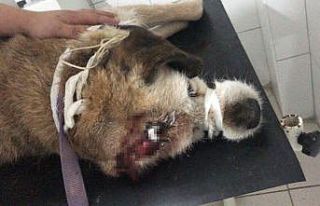 Köpeğin röntgenini görenler şok oldu