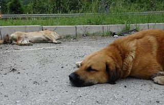 Köpek, kazada ölen diğer köpeğin yanından ayrılmadı