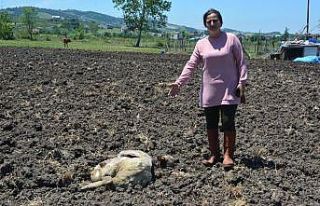 Köpekler evin bahçesindeki tavşan, tavuk ve koyunları...