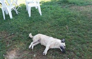 Köpekler telef edilince barınak görevlisi hastanelik...