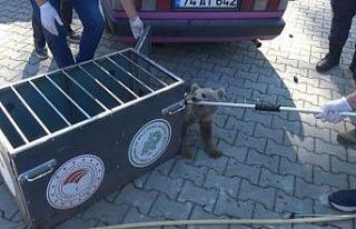 Köpeklerin saldırısına uğrayan yavru ayıyı...