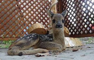Köyde bulunan yavru karaca koruma altına alındı