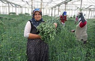 Köyden Hollanda ve İngiltere’ye karanfil ihracatı