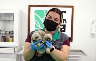 Köylüler, 20 günlük iki kızıl şahin yavrusu...