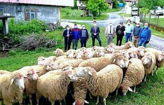 Koyun projesi köye dönüşü başlattı