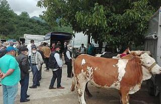 Kumru’da kurbanlıklar pazara indi