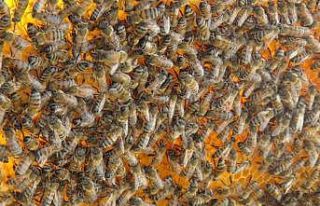 Kuraklık arıcılığı vurdu