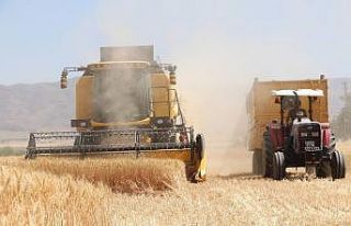 Kuraklık hasadı başlayan buğdayı da vurdu, rekolte...