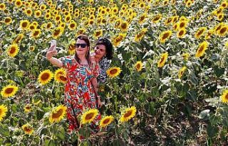 Kuraklık yağlık ayçiçeğini etkiledi