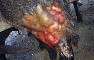 Kurbanda satmaya hazırlandığı kuzularını kurt...