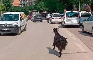 Kurbanlık keçi firarda