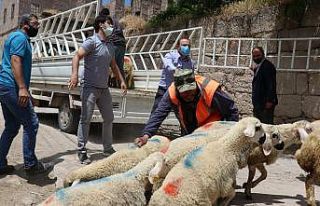 Kurdun 10 koyununu telef ettiği yetiştiriciye valilikten...