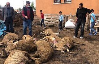 Kurtlar kent merkezinde koyun sürüsüne saldırdı