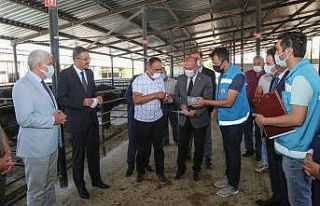 Kütahya’da 15 köy ve mahalleye damızlık manda...