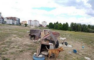 Kütahya’da tehlike arz eden yasaklı 5 köpeğe...