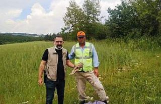 Kütahya’da yaralı bulunan kulaklı orman baykuşu...