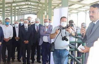 Kütahyalı üreticilere damızlık koç