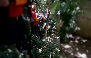 Kuyuya düşen, ağaca sıkışan kediler için itfaiye...