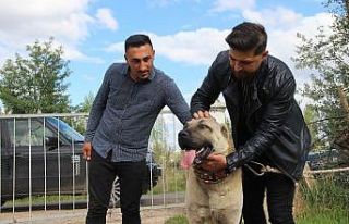 Kuyuya düşen ineği fark eden Kangal köpeği saatlerce...