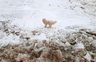 Kuzey Kutbu’nda kaybolan köpeği, Rus buzkıran...