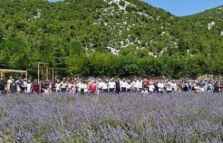 Lavanta bahçelerine ziyaretçi akını