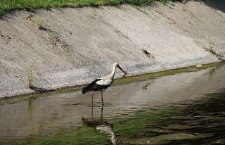 Leylek çıktığı avdan eli boş döndü