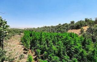 Lice’de 1 milyon 340 bin kök Hint keneviri ele...