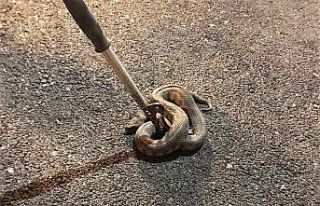 Mahalle içerisinde görülen yılan korkuttu