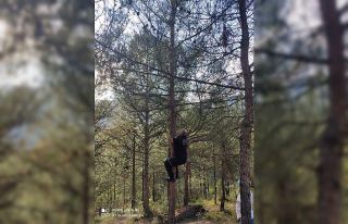 Mahsur kalan yavru kediyi ağaca tırmanarak indirdi