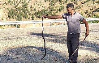 Mahsur kalan yılanı kurtararak doğaya bıraktı