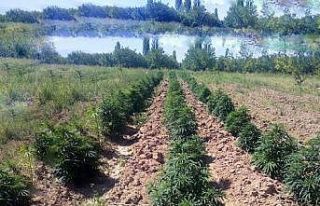 Malatya’da 25 kilo esrar ile 43 bin kök hint keneviri...