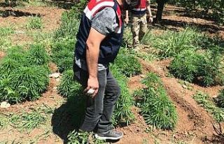 Malatya’da 31 bin 750 kök hint keneviri ele geçirildi