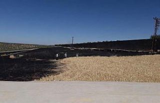 Manastıra ait 19 dönüm arpa yandı