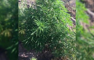 Manisa’da 7 bin 200 kök kenevir bitkisi ele geçirildi