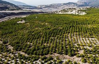 Manisa’da ’Sıfır Atık Projesi’ 6 bin ağacın...