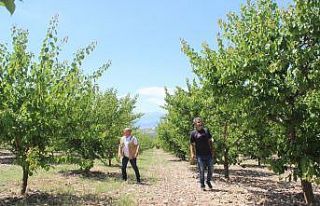 Manisa’da üreticiye kayısı şoku: Hasat edecek...