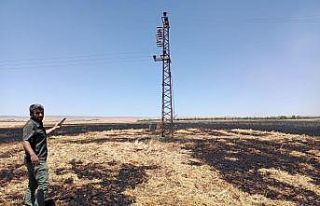 Mardin’de 170 dönüm ekili alan küle döndü