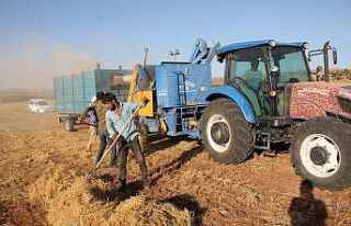 Mardin’de mercimek üreticilerinin yüzü bu yıl...