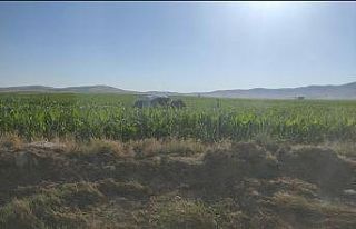 Mardin’de takla atarak mısır tarlasında devrilen...